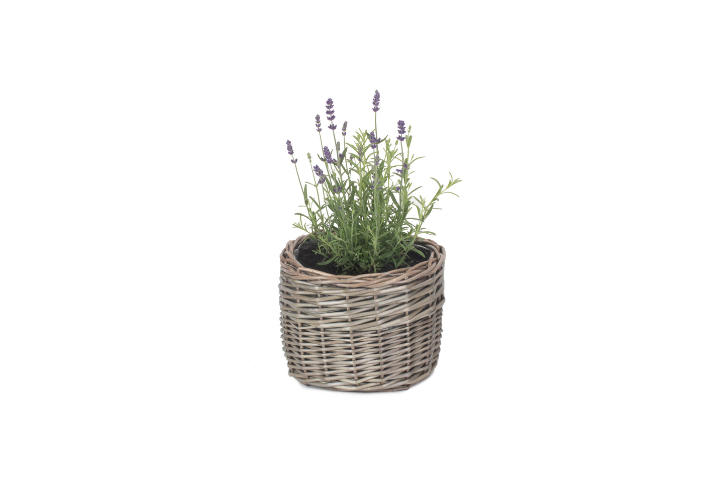 SMALL ROUND ANTIQUE WASH PLANTER