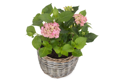 MEDIUM ROUND ANTIQUE WASH PLANTER