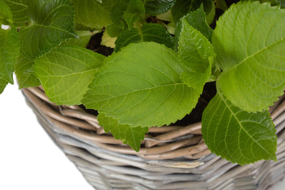 MEDIUM ROUND ANTIQUE WASH PLANTER